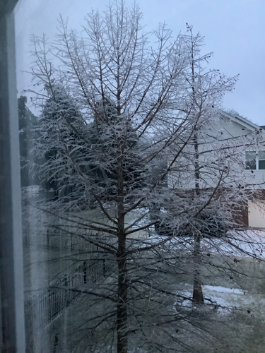 Ice on trees in yard in Fern Creek