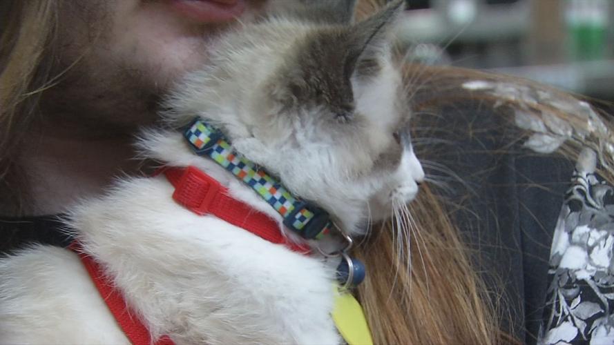 Cat at Purrfect Day Cafe