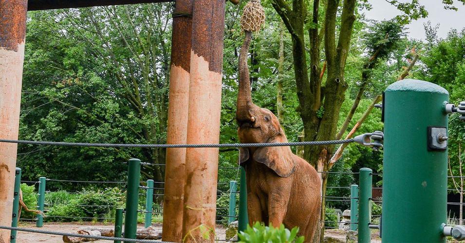 Mikki the African Elephant