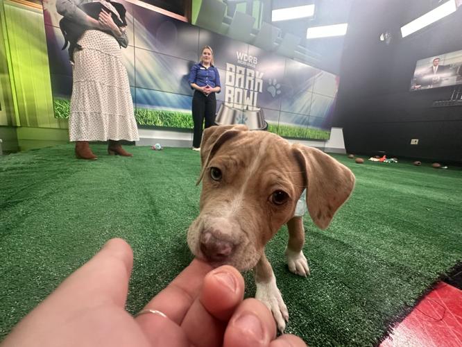 Kentucky Humane Society adoptable puppies