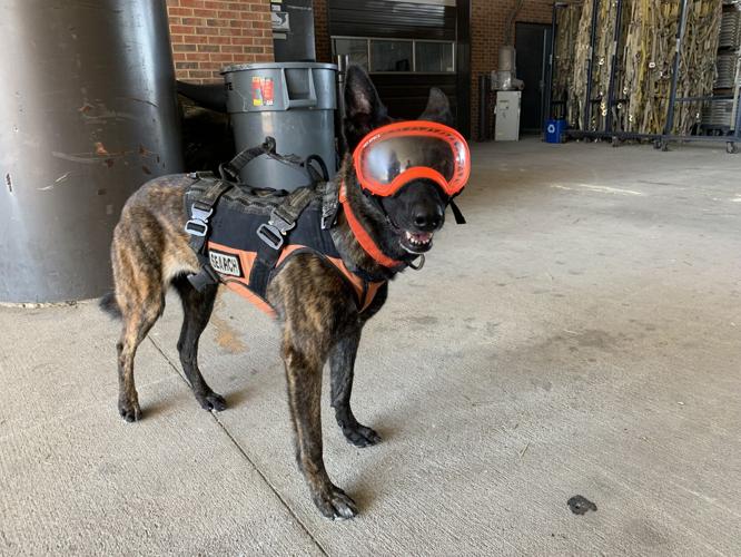 Kentucky Air National Guard Search and Rescue K-9 Callie
