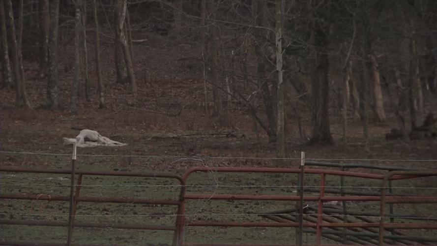 GRAYSON CO. STARVING HORSES 11PKG.transfer_frame_907 horse in field.jpg