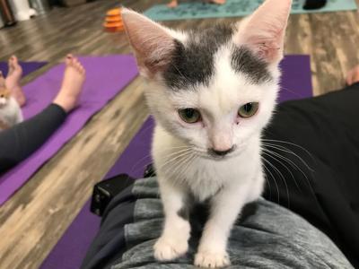 Cats Yoga Go Together At The Purrfect Day Cafe Morning Wdrb Com
