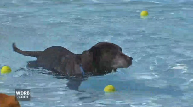 YMCA Dog Swim (2017)
