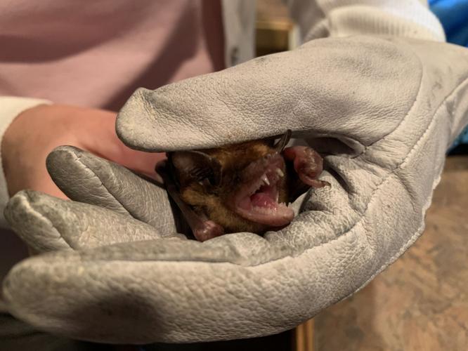 LOUISVILLE NATURE CENTER - BAT - VIRTUAL LEARNING - KEITH KAISER 4-8-2020  (3).jpeg