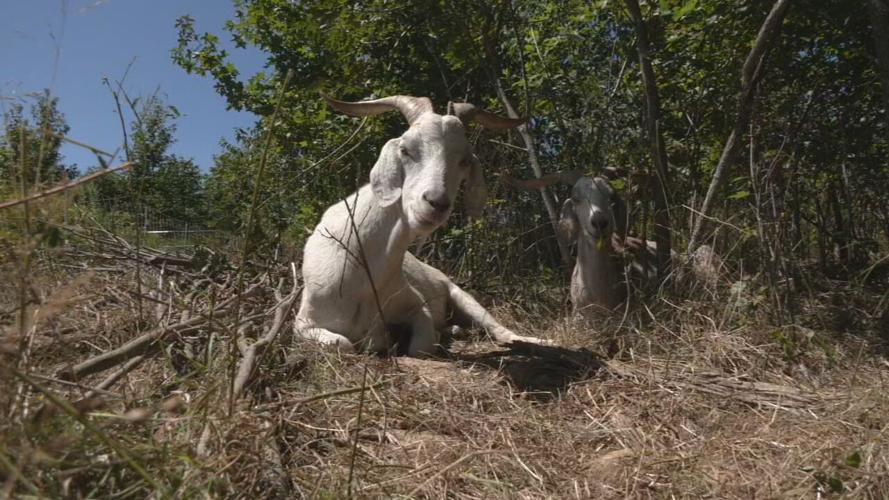 GOATS AT IROQUOIS (11).jpeg