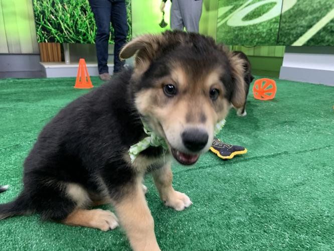 WDRB BARK BOWL 2023   (8).jpg