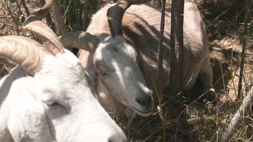 GOATS AT IROQUOIS (10).jpeg