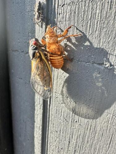 cicada14.jpg