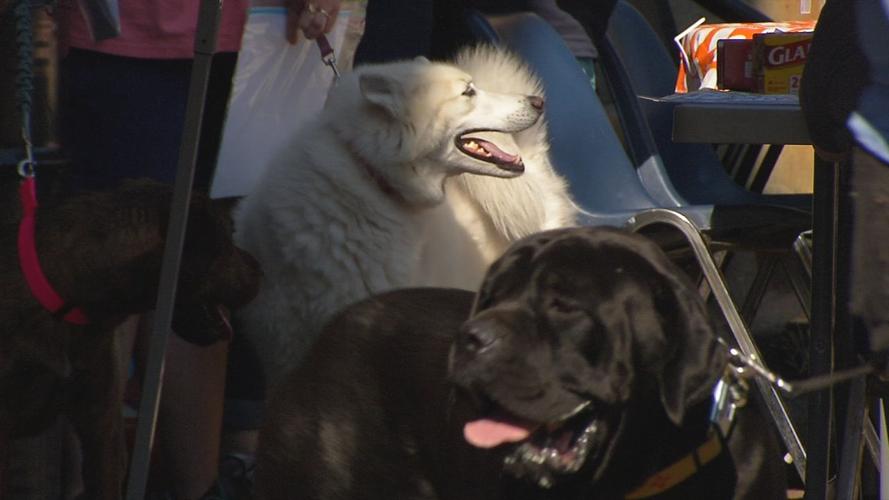 BEECHMONT PET DAY 10SOT.transfer_frame_2526.jpg