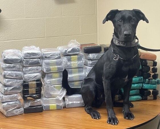 K9 Cole with cocaine