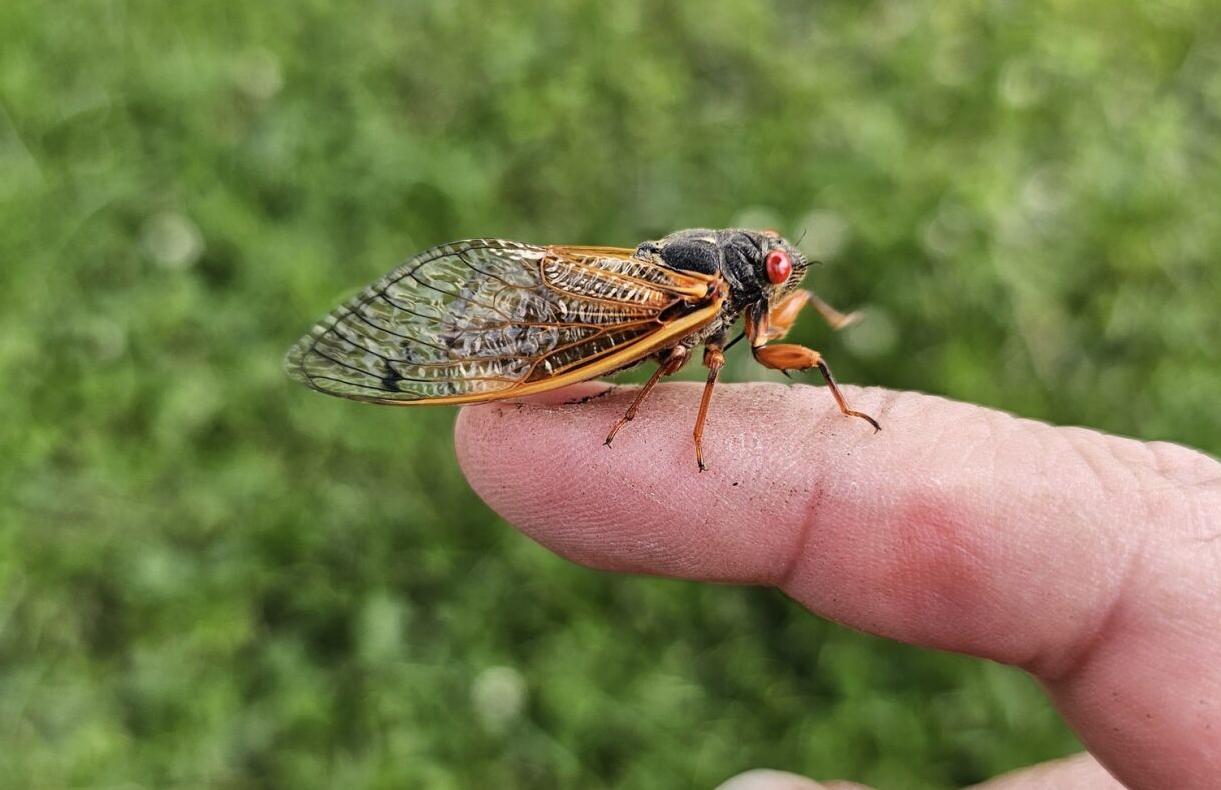 cicada5.jpg