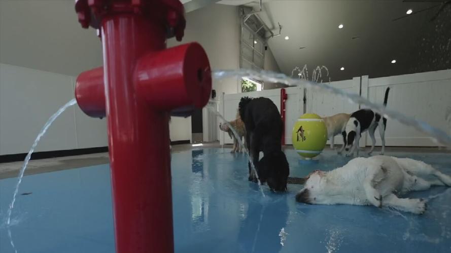 Dogs enjoy indoor splash park at Pet Station Country Club