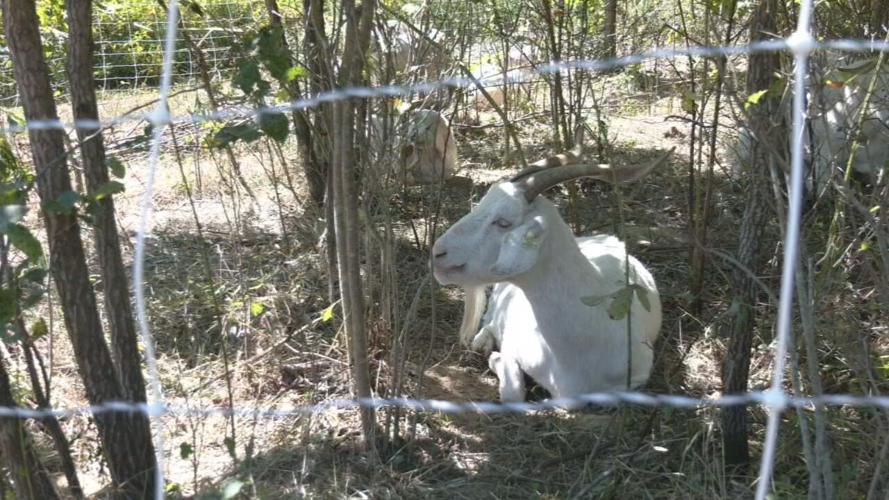 GOATS AT IROQUOIS (9).jpeg