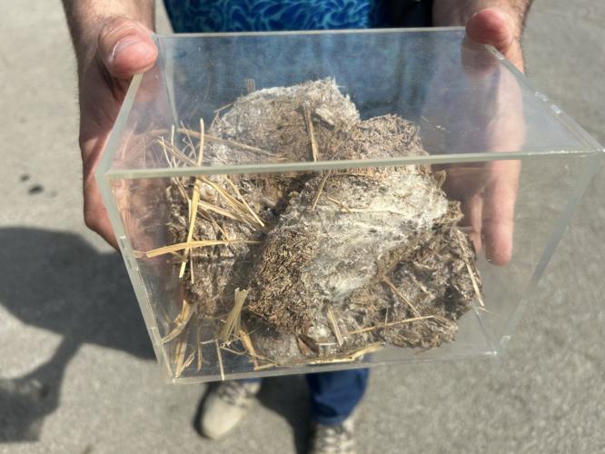 horse manure to mushroom farm 3