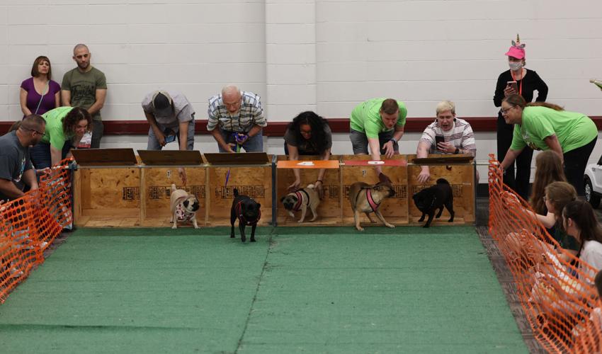 Races at Pugfest