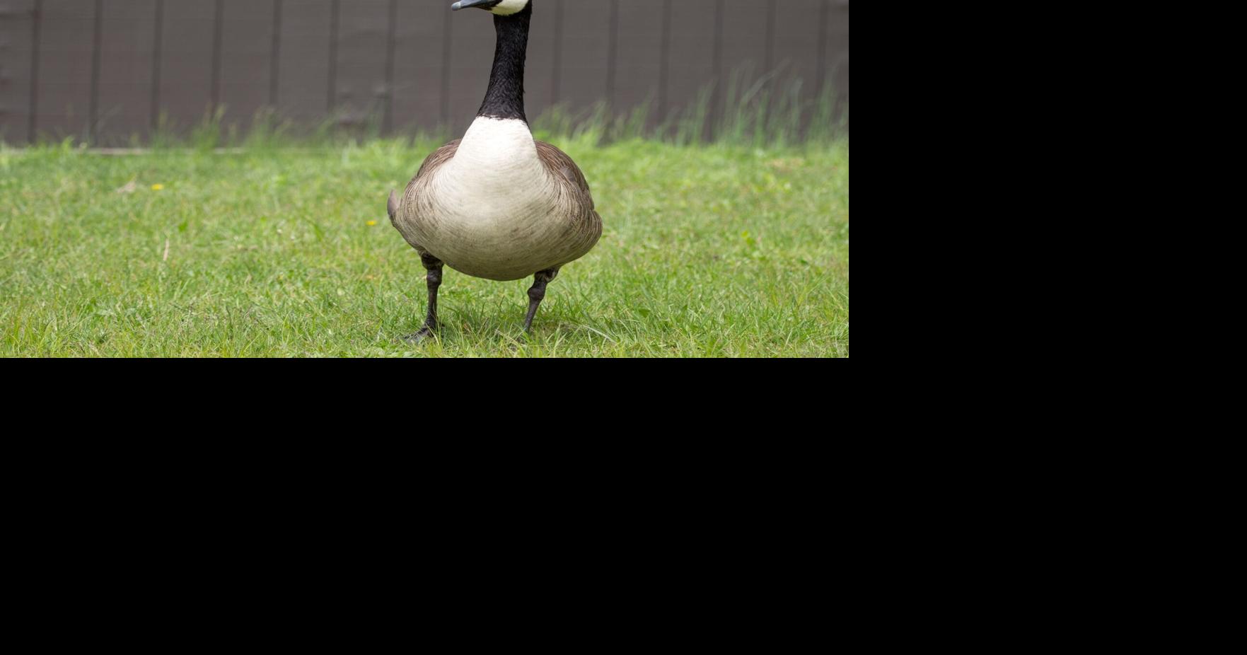 Indiana wildlife officials say prevention key as Canada goose nesting season begins