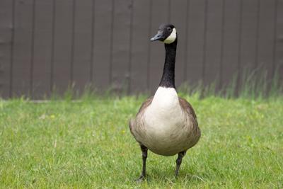 Canada goose