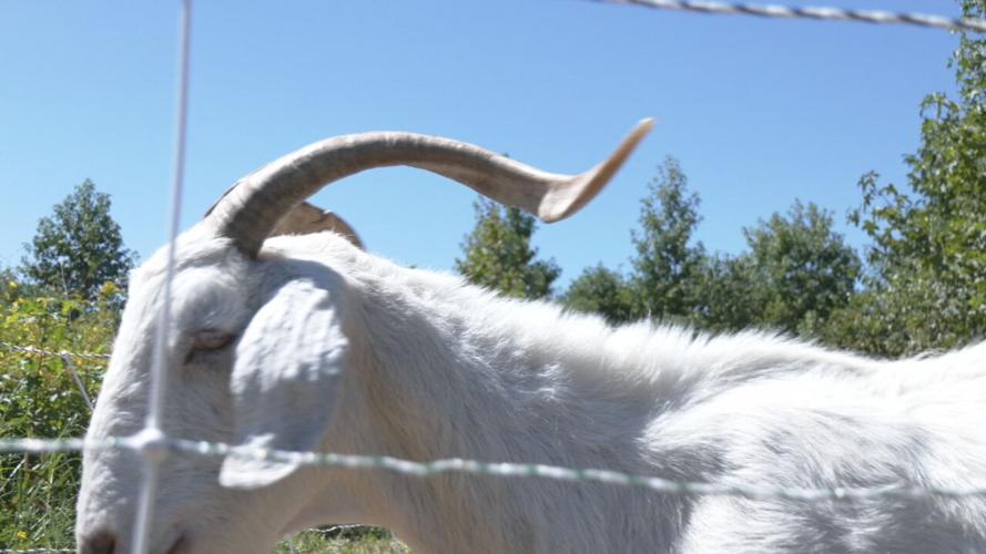 GOATS AT IROQUOIS (8).jpeg