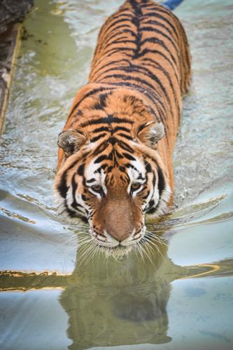 Timmy Amur tiger