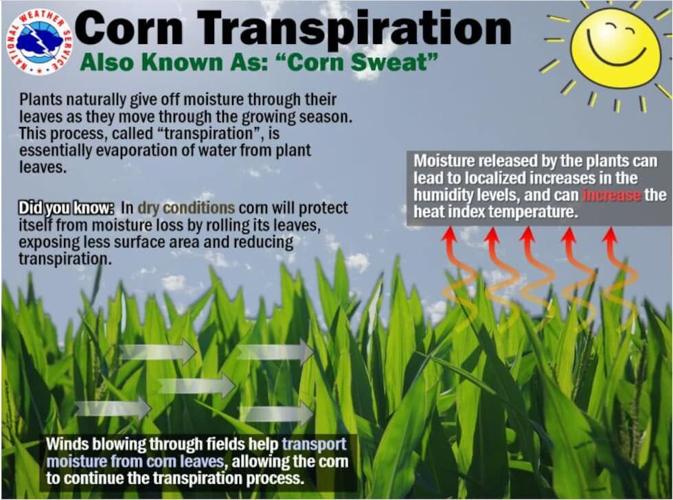 corn transpiration.jpg