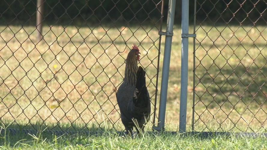 clarksville chicken 1