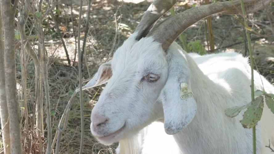 GOATS AT IROQUOIS (7).jpeg