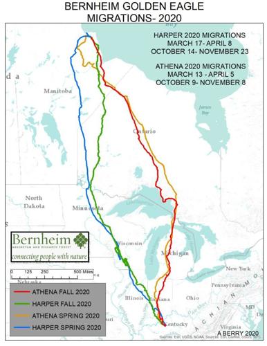 BERNHEIM GOLDEN-EAGLE-MIGRATIONS-2020 MAP.jpg