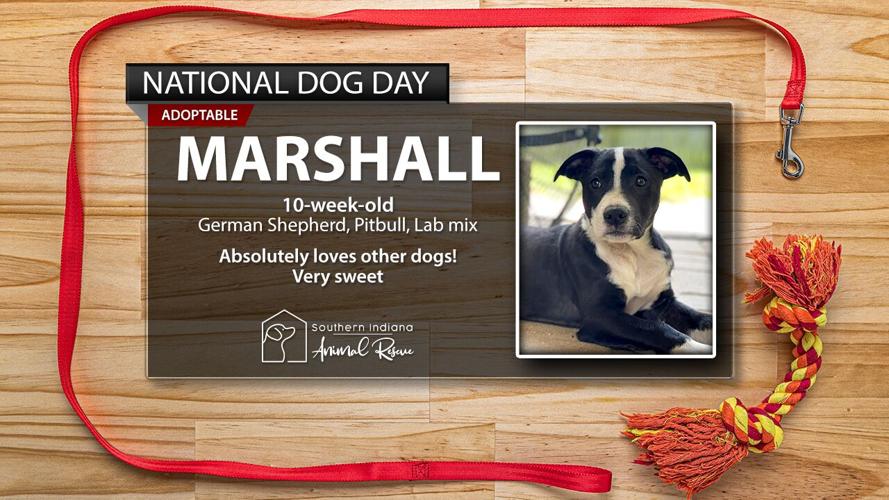 UofL Health celebrates Travis the facility dog on National Dog Day