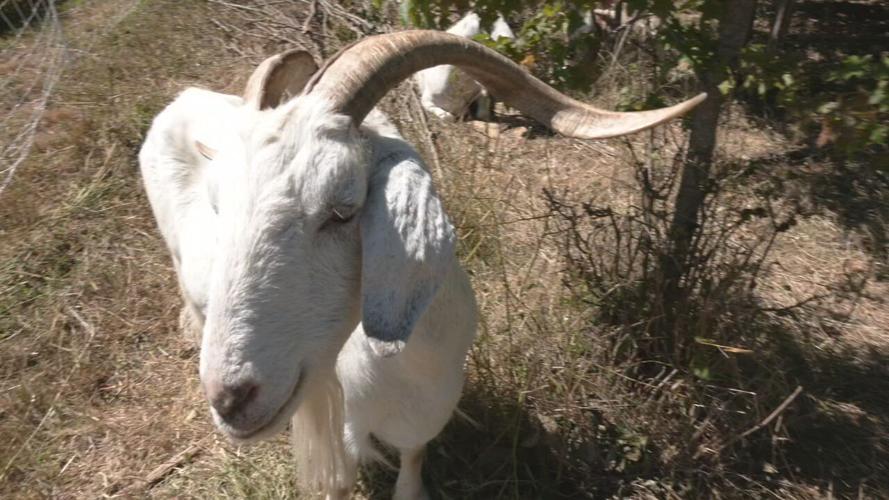 GOATS AT IROQUOIS (6).jpeg