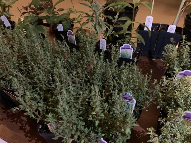 Gardeners' Fair (11).JPG