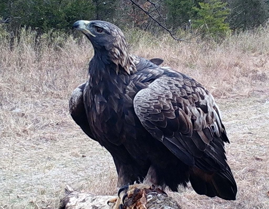 BERNHEIM - ADULT-GOLDEN-EAGLE-ATHENA 2020 12-3-2020.jpg