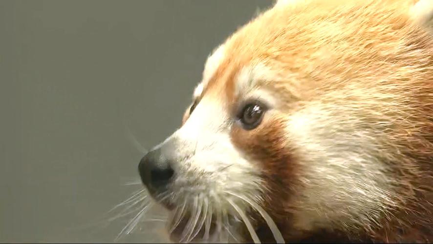 A red panda was unveiled as the Louisville Zoo's newest animal on May 16, 2023.