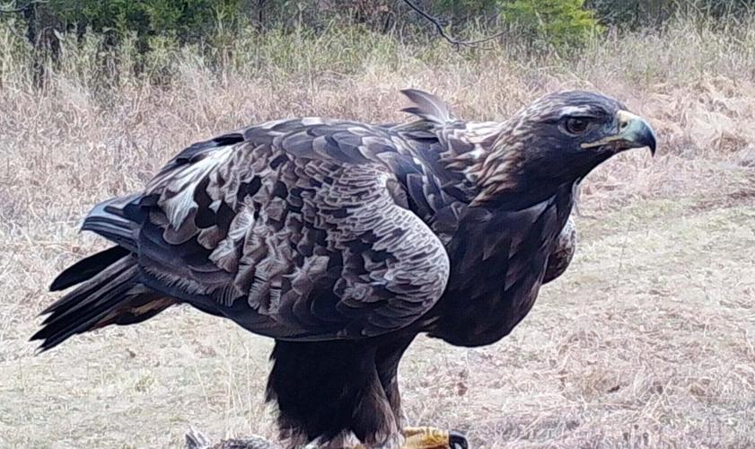 BERNHEIM ADULT-GOLDEN-EAGLE-HARPER-2020 12-3-2020.jpg