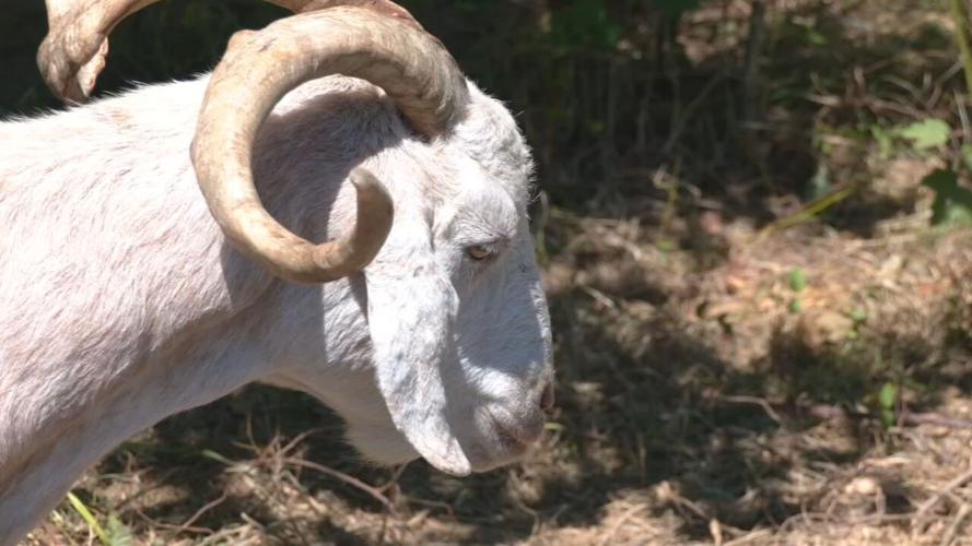 GOATS AT IROQUOIS (5).jpeg