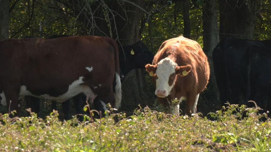Kentucky cows - cattle farms