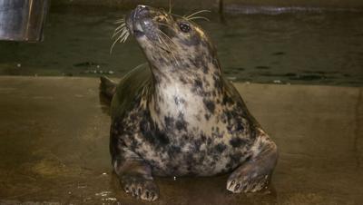 Rona the gray seal at The Louisville Zoo