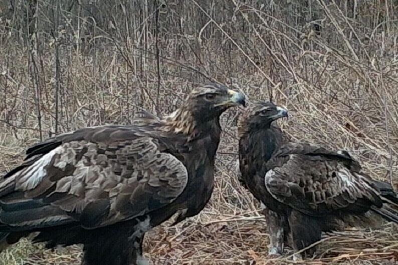 BERNHEIM GOLDEN EAGLES HARPER AND ATHENA 2020 - 12-3-2020 1.jpg