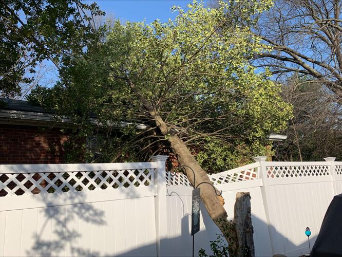 Tree falls onto fence
