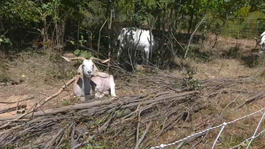 GOATS AT IROQUOIS (4).jpeg