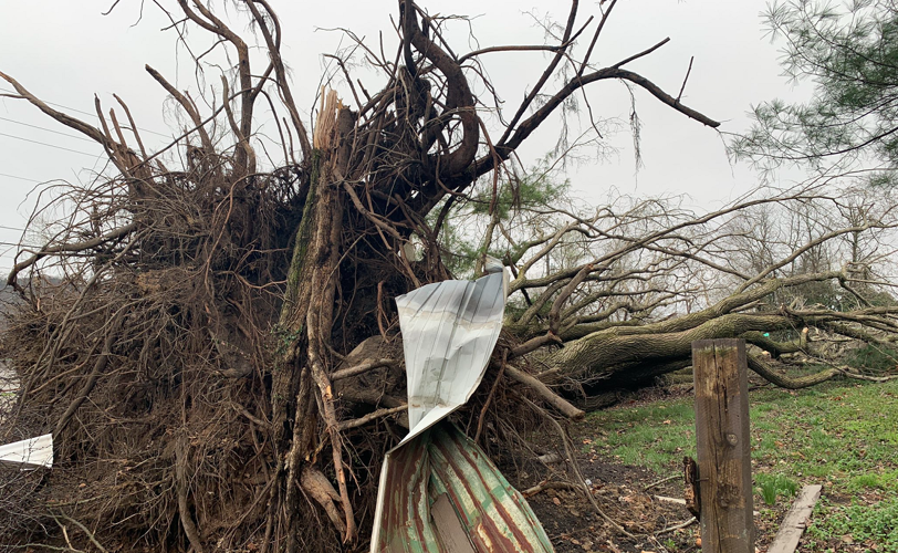 Downed tree tangled with metal in Milton, Ky.