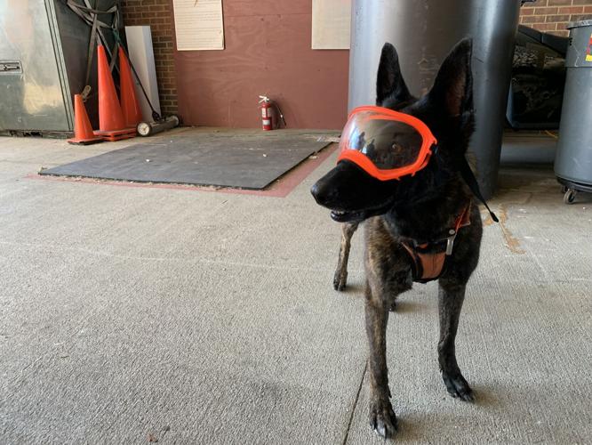 Kentucky Air National Guard Search and Rescue K-9 Callie