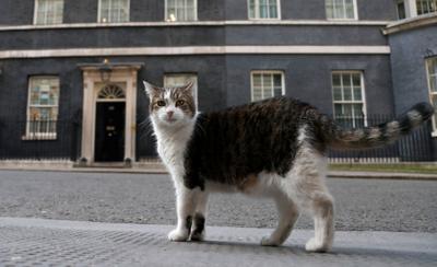 Britain Larry The Cat