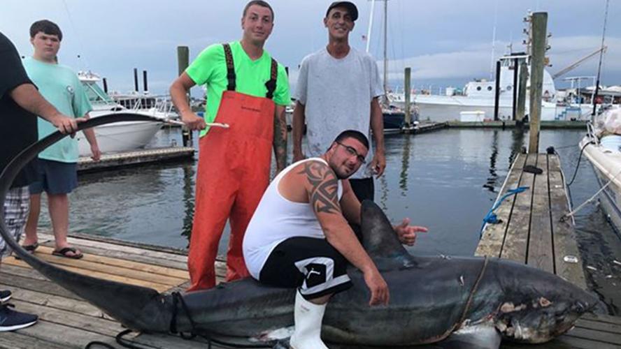 Monster Shark in Caught in NJ