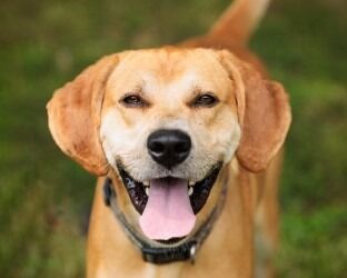 Moose the dog at KHS