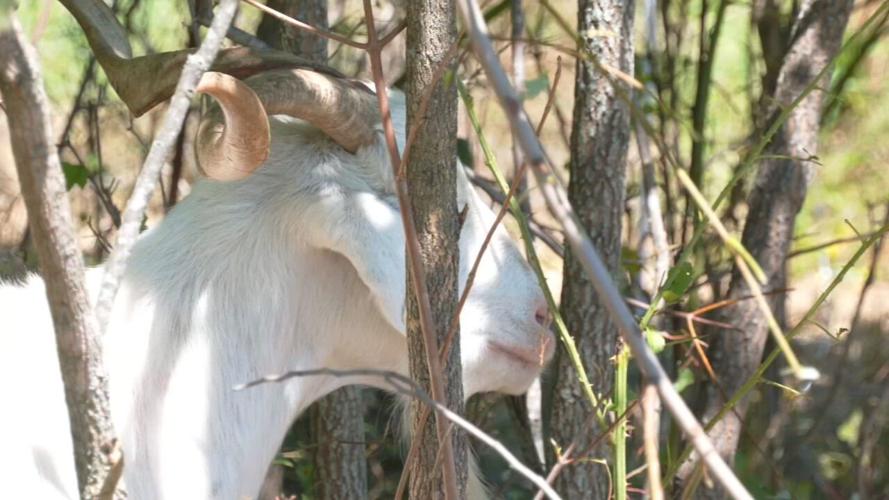 GOATS AT IROQUOIS (3).jpeg