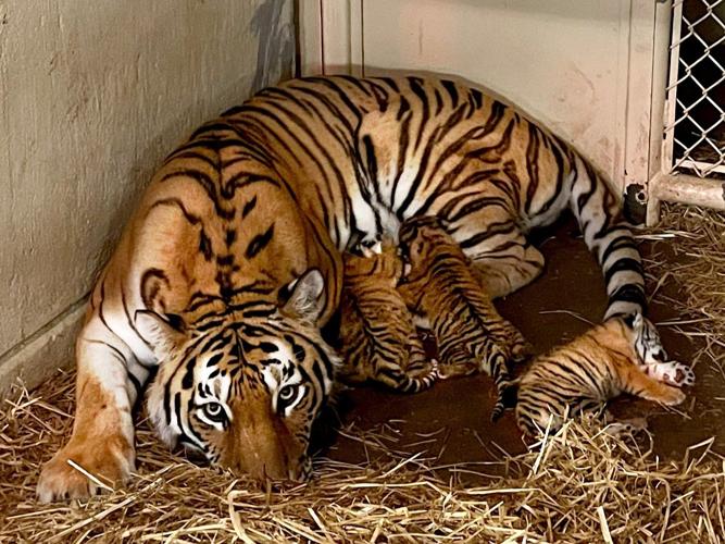 Louisville Zoo - Amur tiger cubs