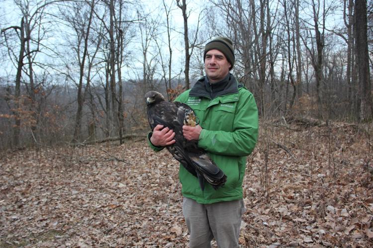 Golden Eagle at Bernheim Forest