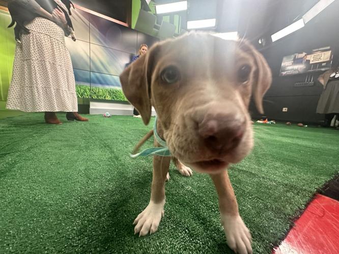 Kentucky Humane Society adoptable puppies