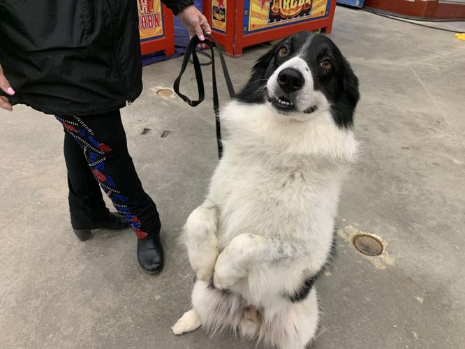 KOSAIR SHRINE CIRCUS - DOGS 5-7-2021 (3).JPG